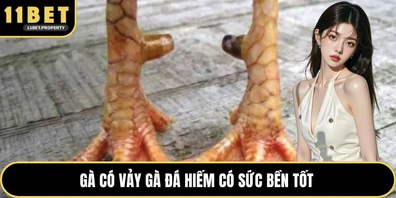 Gà có vảy gà đá hiếm có sức bền tốt 