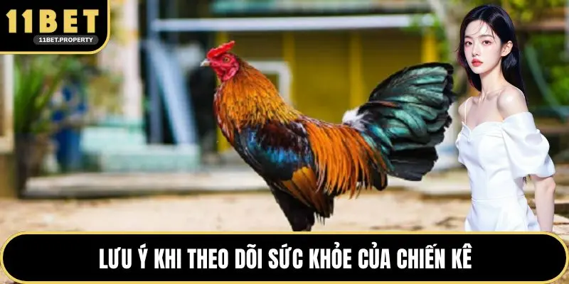 Lưu ý khi theo dõi sức khỏe của chiến kê