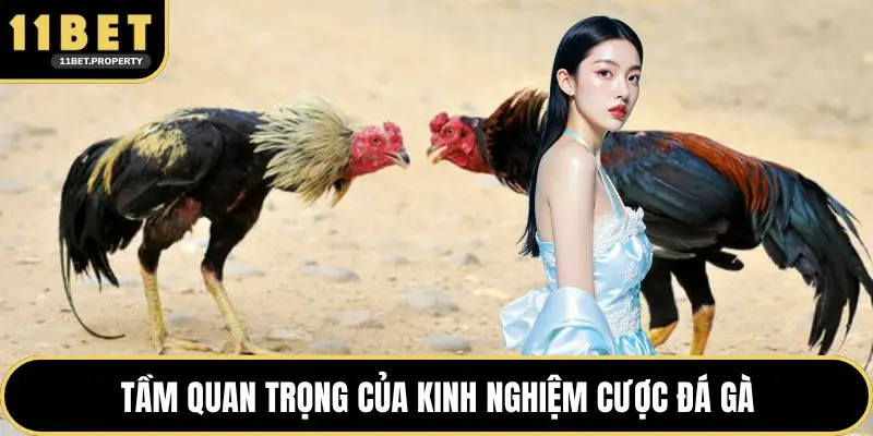Tầm quan trọng của kinh nghiệm cược đá gà